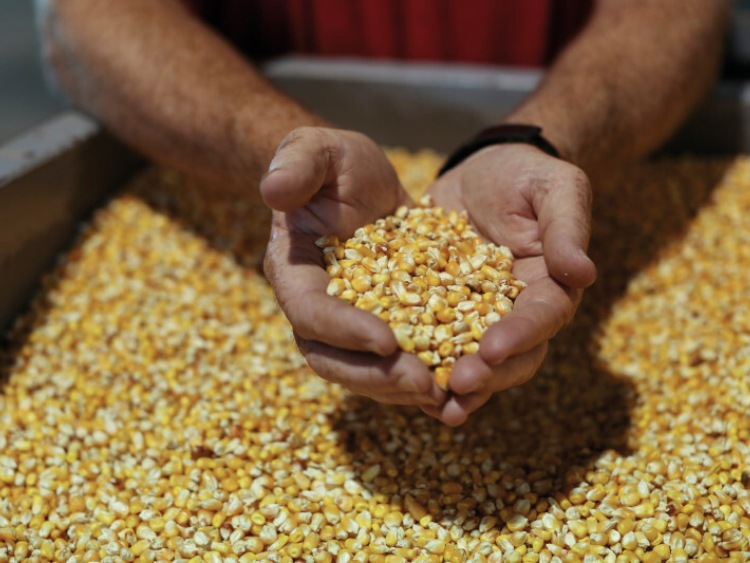KRIR domaga się interwencji na rynku kukurydzy
